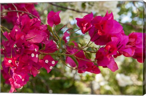 Framed Bougainvillea flowers, Grand Cayman, Cayman Islands, British West Indies Print