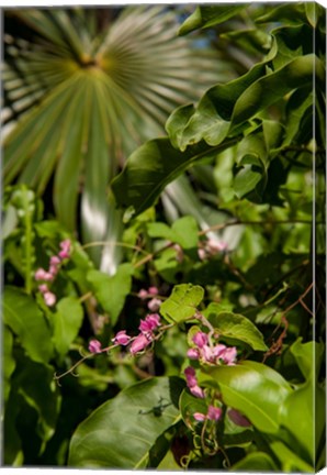 Framed Tropical flowers and palm tree, Grand Cayman, Cayman Islands, British West Indies Print