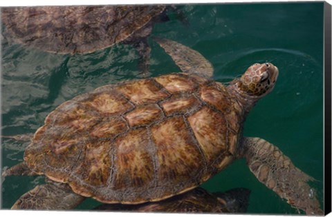 Framed Turtle Farm, Green Sea Turtle, Grand Cayman, Cayman Islands, British West Indies Print