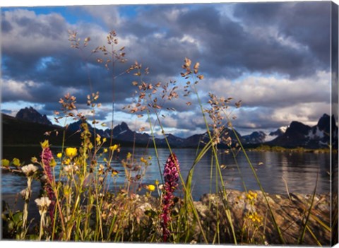 Framed Wildflowers, Jasper National Park, Alberta, Canada Print