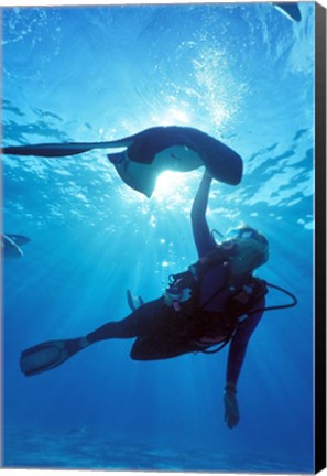 Framed Snorkeling, Stingray City, Grand Cayman, Caribbean Print