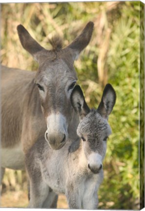 Framed Mother and Baby Donkeys on Salt Cay Island, Turks and Caicos, Caribbean Print