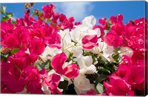 Framed Bougainvillea, Cayman Brac, Cayman Islands, Caribbean Print