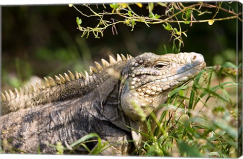 Framed Iguanas (Lizard), Cayman Islands, Caribbean Print