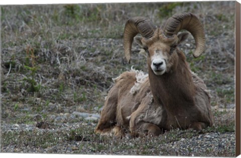 Framed Alberta, Columbia Icefields Parkway, bighorn sheep Print