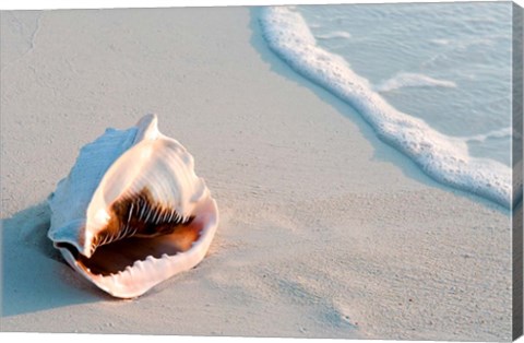 Framed Conch Shell At Sunset, St Martin, Caribbean Print