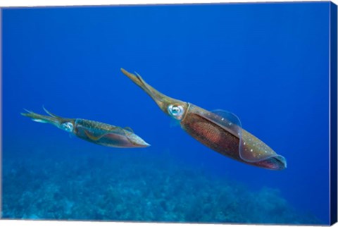 Framed Cayman Islands, Caribbean Reef Squid, Marine Life Print
