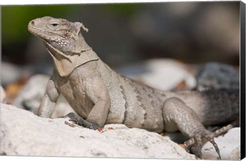 Framed Cayman Islands, Caymans iguana, Lizard, rocky beach Print