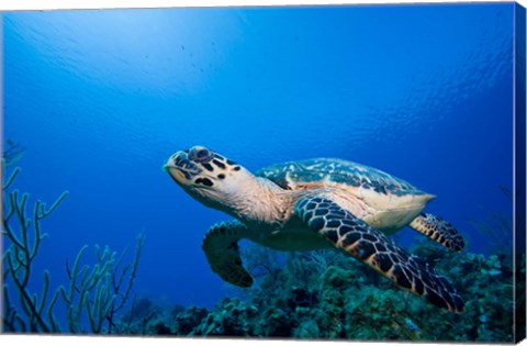 Framed Cayman Islands, Hawksbill Sea Turtle and coral reef Print