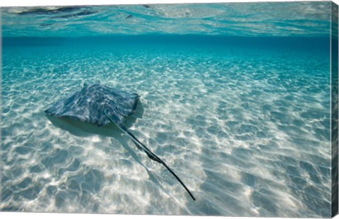 Framed Cayman Islands, Southern Stingray in Caribbean Sea Print