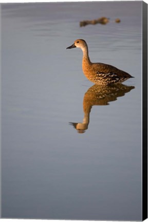 Framed Cayman Islands, West Indian Whistling Duck Print