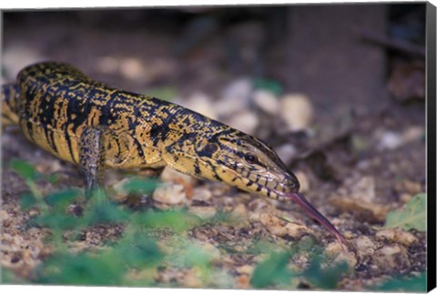 Framed Trinidad, Asa Wright Nature Ctr, Tiger Lizard Print