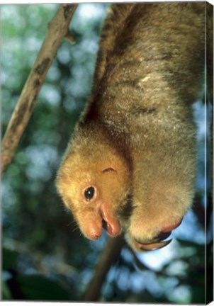 Framed Close up of Silky Pygmy Anteater wildlife, Mangrove, Trinidad Print