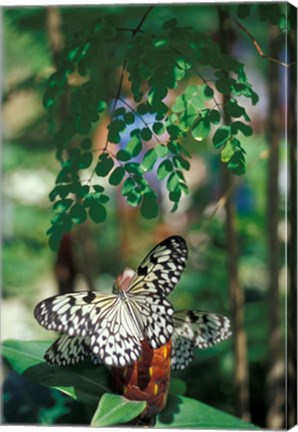 Framed Butterfly Farm on St Martin, Caribbean Print