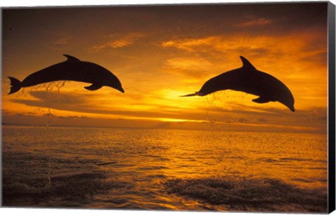 Framed Silhoutte of Bottlenose Dolphins, Caribbean Print