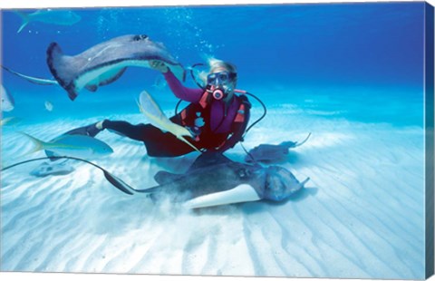 Framed Stingray City, Cayman Islands, Caribbean Print