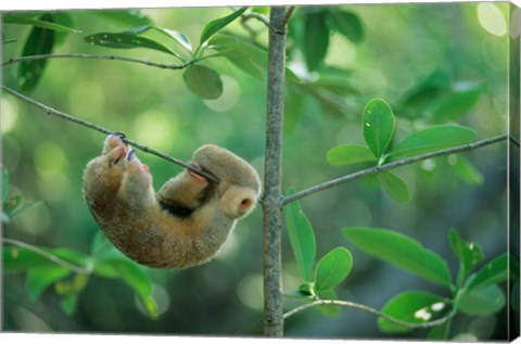 Framed Silky Anteater wildlife, West Indies, Trinidad Print