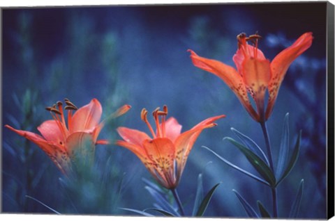 Framed Alberta, Jasper National Park Wood lily flowers Print