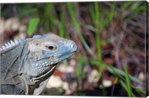 Framed Iguana lizard, Queen Elizabeth II Park, Grand Cayman Print