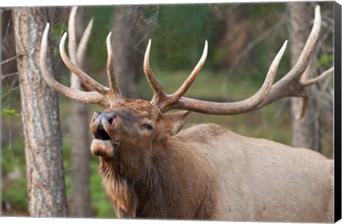 Framed Canada, Alberta, Jasper National Park Bull elk bugling Print