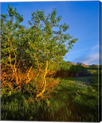 Framed Quaking Aspen Grove along the Rocky Mountain Front in Waterton Lakes National Park, Alberta, Canada Print