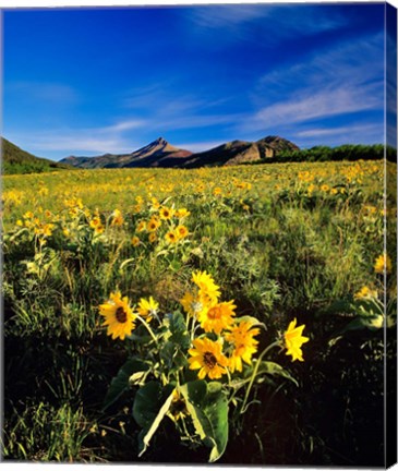 Framed Balsamroot along the Rocky Mountain Front, Waterton Lakes National Park, Alberta, Canada Print