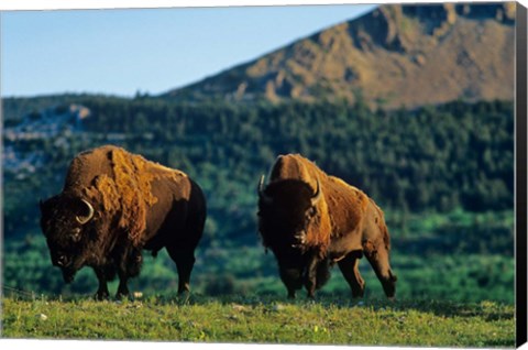 Framed Bison bulls, Waterton Lakes NP, Alberta Canada Print