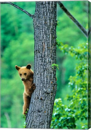 Framed Black bear, Waterton Lakes National Park, Alberta Print