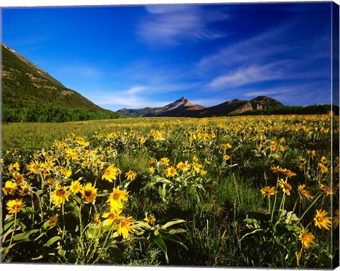 Framed Arrowleaf balsomroot covers the praire, Waterton Lakes National Park, Alberta, Canada Print