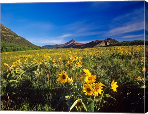 Framed Arrowleaf balsomroot flowers, Waterton Lakes NP, Alberta Print