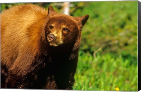 Framed Juvenile black bear, Waterton Lakes NP, Alberta, Canada Print