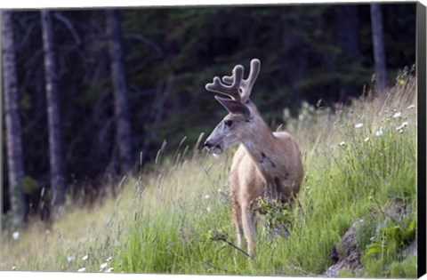 Framed Young deer in Banff National Park, Alberta, Canada Print