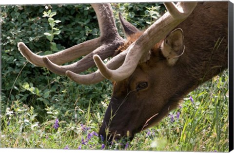 Framed Portrait of Elk Feeding at Jasper National Park, Canada Print