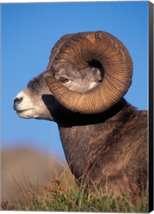 Framed Bighorn Sheep wildlife, Jasper National Park, Alberta Print