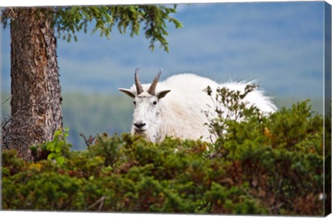 Framed Alberta, Jasper National Park, Mountain Goat wildlife Print