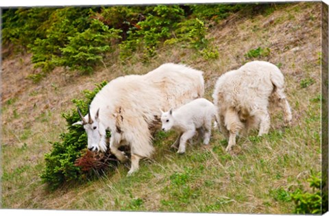 Framed Alberta, Jasper NP, Mountain Goat wildlife Print