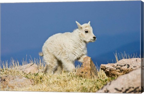 Framed Mountain Goat, Rocky Mountains, Colorado Print
