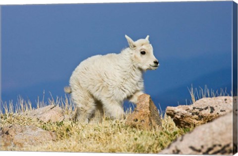 Framed Mountain Goat, Rocky Mountains, Colorado Print