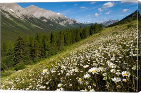 Framed Oxeye daisy flowers, Kananaskis Range, Alberta Print