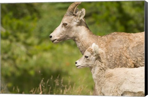 Framed Bighorn sheep wildlife, Peter Lougheed Park, Alberta Print