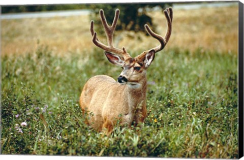 Framed Grazing mule deer buck, Waterton Lakes NP, Canada Print