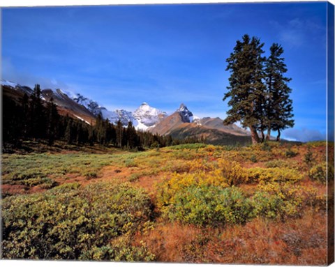 Framed Landscape with Mt Saskatchewan, Banff NP, Alberta Print