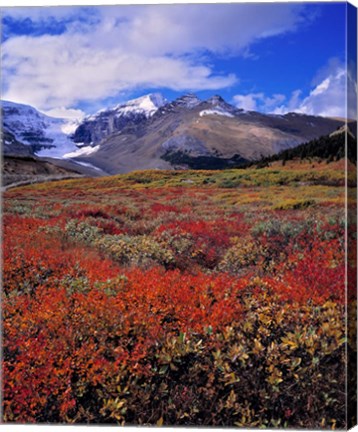 Framed Alberta, Columbia Icefields, Huckleberry meadows Print