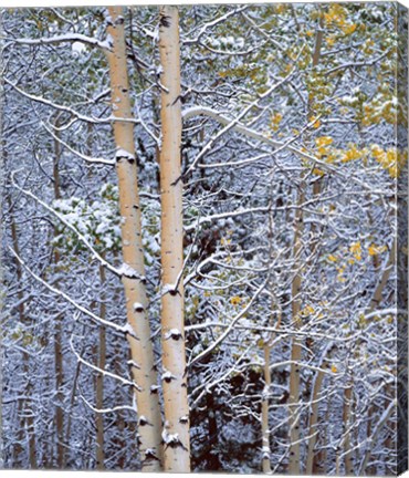 Framed Alberta, Peter Lougheed PP Aspen trees in snow Print