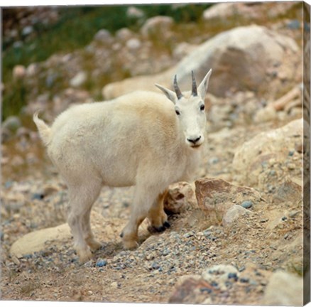 Framed Alberta, Banff NP, Rocky Mountain goat Print