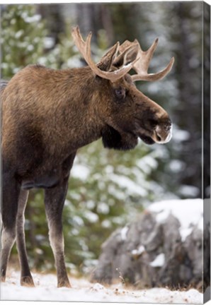 Framed Alberta, Jasper National Park Bull Moose wildlife Print