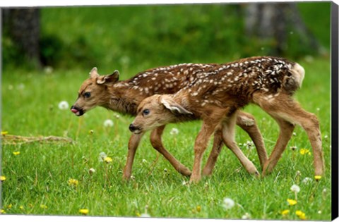 Framed Canada, Alberta, Waterton Lakes NP, Mule deer fawns Print