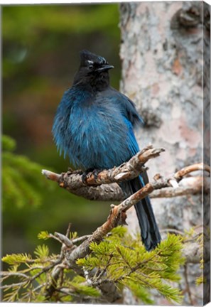 Framed Canada, Alberta, Waterton Lakes NP, Stellar&#39;s Jay Print