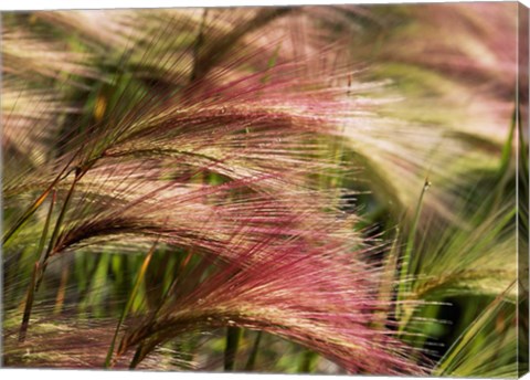 Framed Foxtail barley, Banff NP, Alberta, Canada Print