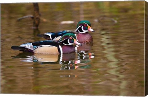 Framed Wood ducks, British Columbia, Canada Print